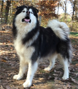 Hudsons Malamutes - Malachi