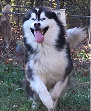 Hudsons Malamutes - Malachi