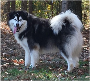 Hudsons Malamutes - Malachi