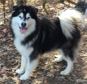 Hudsons Malamutes - Malachi