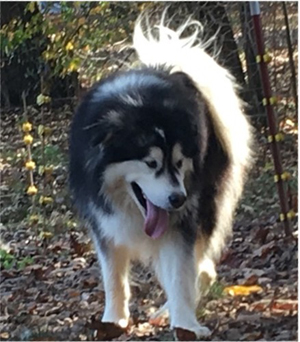 Hudsons Malamutes - Malachi