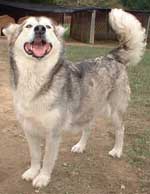 Hudsons Malamutes - Mandy