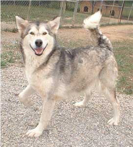 Hudsons Malamutes - Mandy