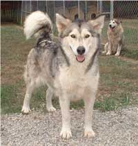 Hudsons Malamutes - Mandy