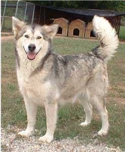 Hudsons Malamutes - Mandy