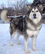 Hudsons Malamutes - Maquita