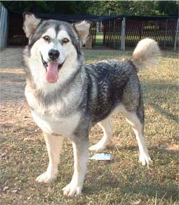 Hudsons Malamutes - Maquita