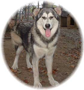 Hudsons Malamutes - Maquita