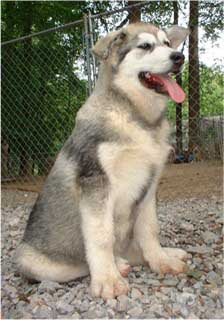 Hudsons Malamutes - Maquita