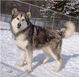 Hudsons Malamutes - Maquita