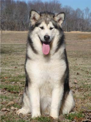 Hudsons Malamutes - Meeko