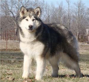 Hudsons Malamutes - Meeko