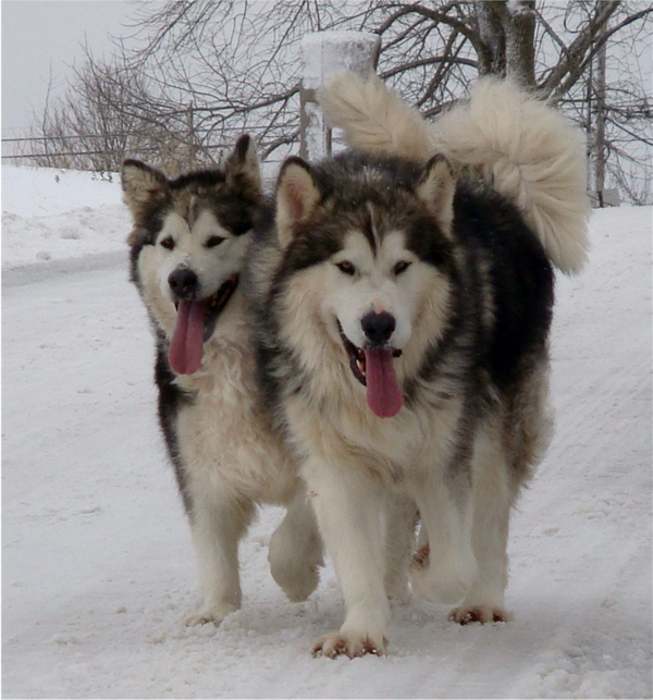 Hudsons Malamutes - Meeko