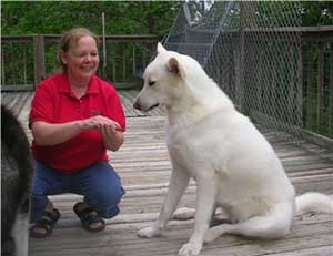 Hudsons Malamutes - Mia - Shuka