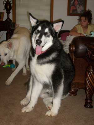 Hudsons Malamutes - Mia - Shuka