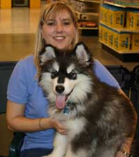 Hudsons Malamutes - Miki - Puppy Kindergarten graduate