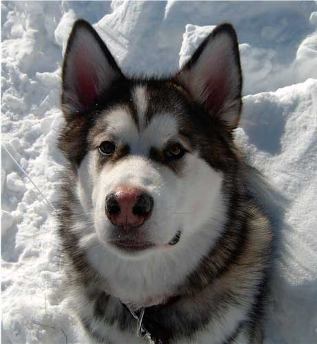 Hudsons Malamutes - Mikou