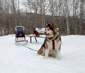 Hudsons Malamutes - Mikou