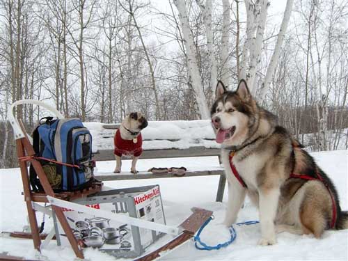 Hudsons Malamutes - Mikou