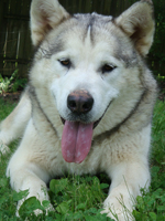 Hudsons Malamutes - Naala