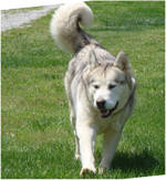 Hudsons Malamutes - Naala