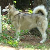 Hudsons Malamutes - Naala