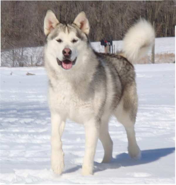 Hudsons Malamutes - Naala 