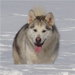 Hudsons Malamutes - Naala 