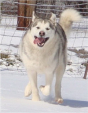 Hudsons Malamutes - Naala 