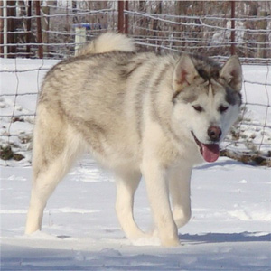 Hudsons Malamutes - Naala 