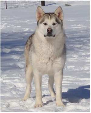 Hudsons Malamutes - Naala 