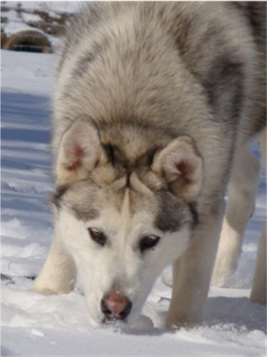 Hudsons Malamutes - Naala 