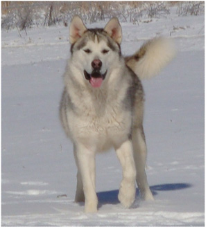 Hudsons Malamutes - Naala 