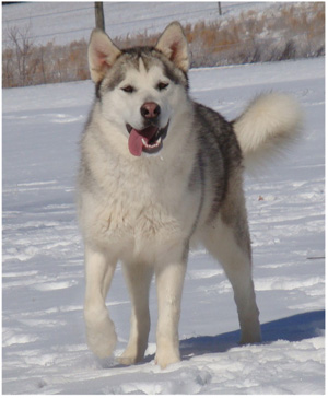 Hudsons Malamutes - Naala 