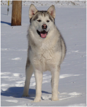 Hudsons Malamutes - Naala 