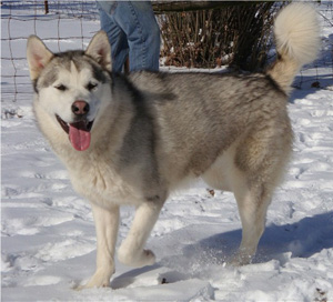 Hudsons Malamutes - Naala 