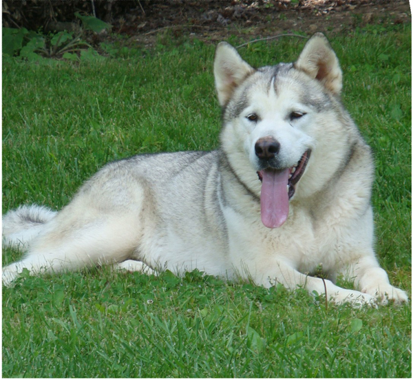 Hudsons Malamutes - Naala 