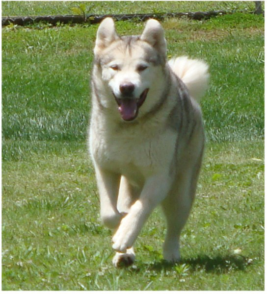 Hudsons Malamutes - Naala 