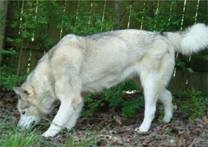 Hudsons Malamutes - Naala 