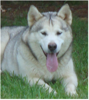 Hudsons Malamutes - Naala 