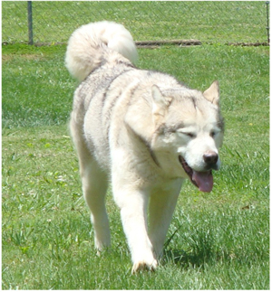 Hudsons Malamutes - Naala 