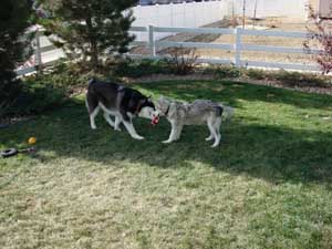 Hudsons Malamutes - Nanuq Sitku