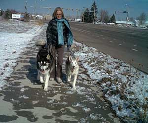 Hudsons Malamutes - Nanuq  Sitku