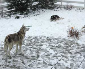 Hudsons Malamutes - Nanuq Sitku