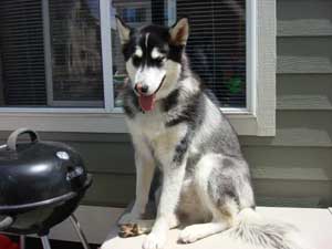 Hudsons Malamutes - Nanuq Sitku