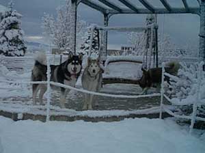 Hudsons Malamutes - Nanuq Sitku
