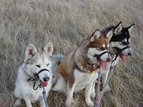 Hudsons Malamutes - Nanuq Sitku Shila