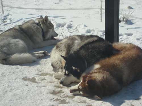 Hudsons Malamutes - Nanuq Sitku Shila