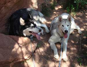 Hudsons Malamutes - Nanuq Sitku