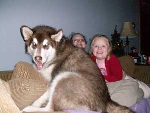 Hudsons Malamutes - Nicko